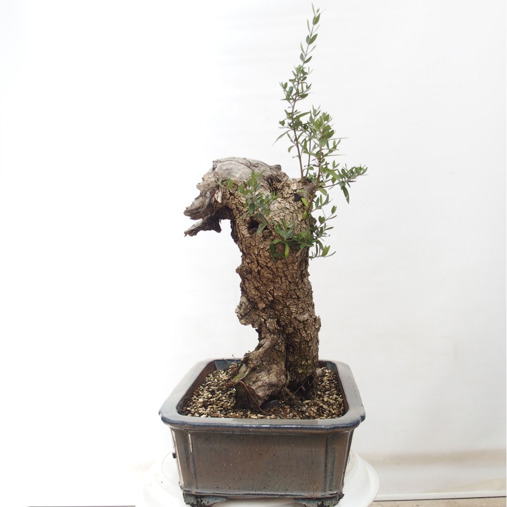 Indoor bonsai - Olea europaea sylvestris - European small-leaved olive oil