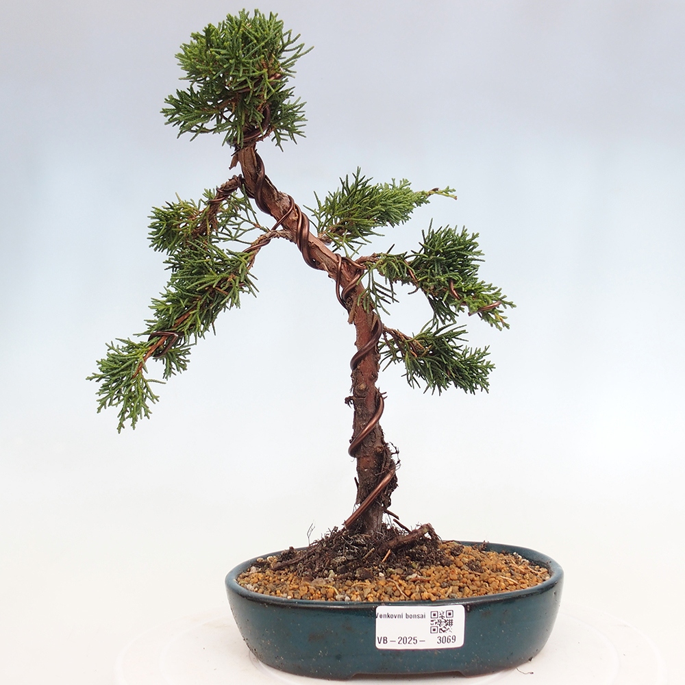 Outdoor bonsai - Juniperus chinensis Kishu - Chinese Juniper