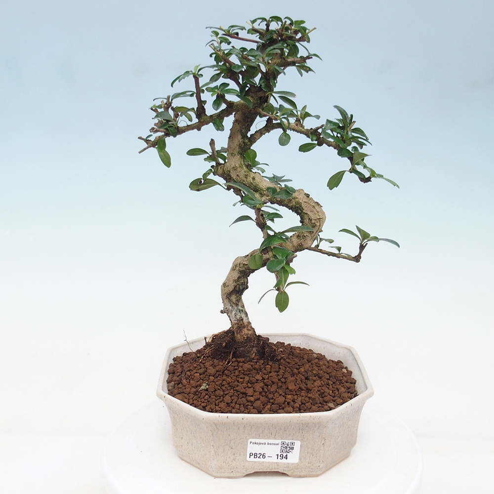 Room bonsai - Carmona macrophylla - Tea fuki