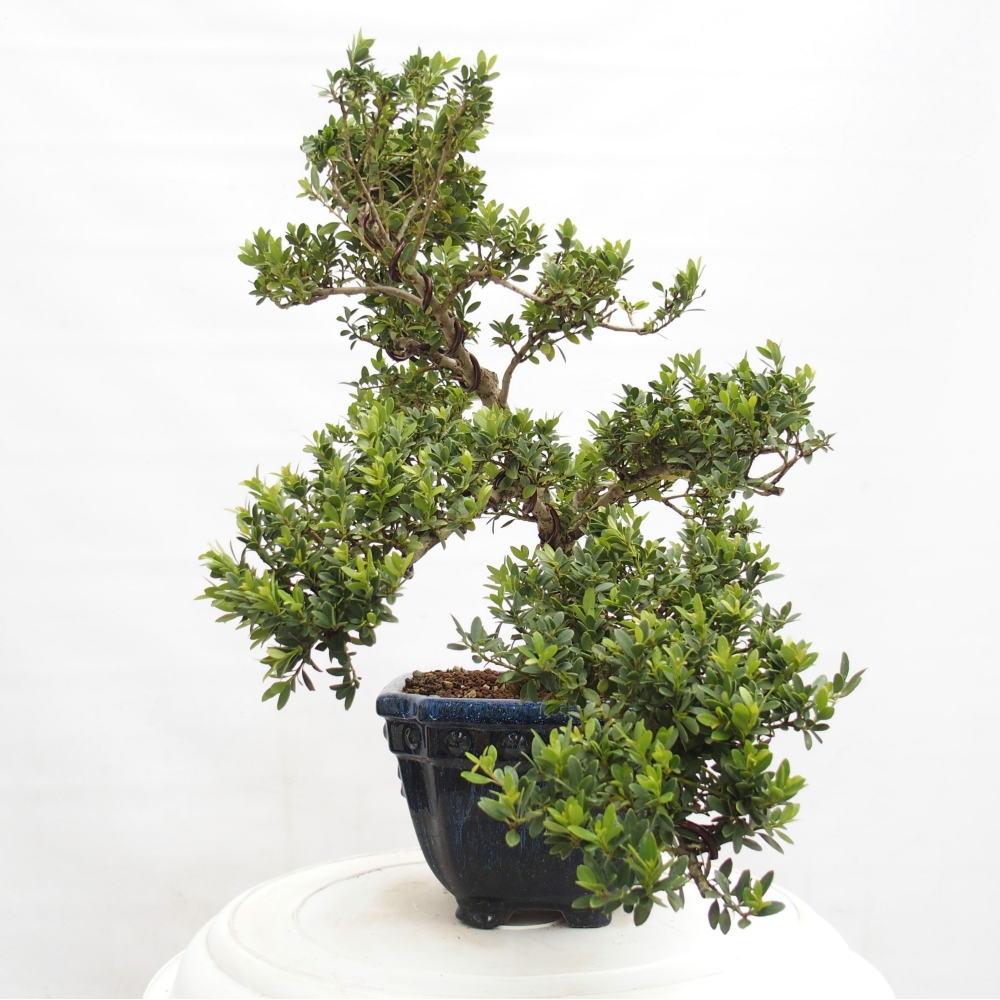Indoor bonsai - Ilex crenata - Holly