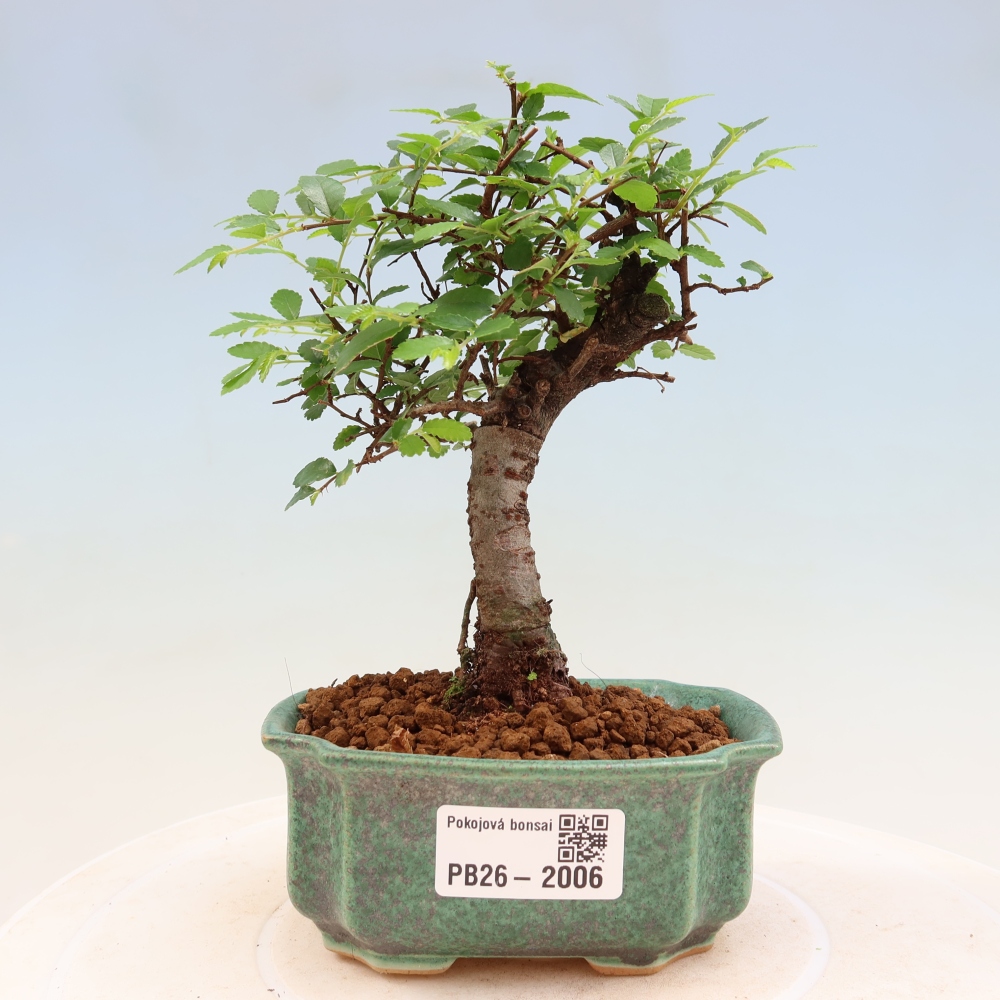 Room bonsai - Ulmus parvifolia - Small-leaved elm