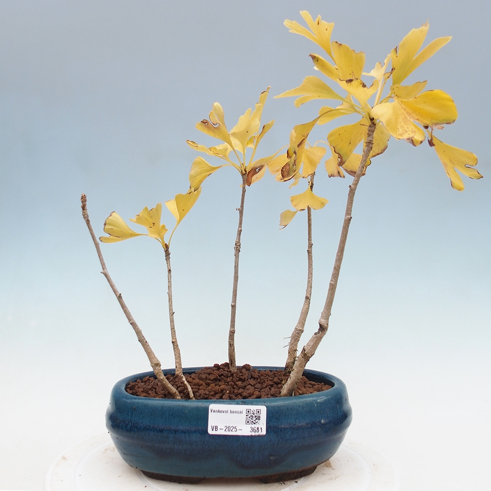 Outdoor bonsai - Ginkgo biloba