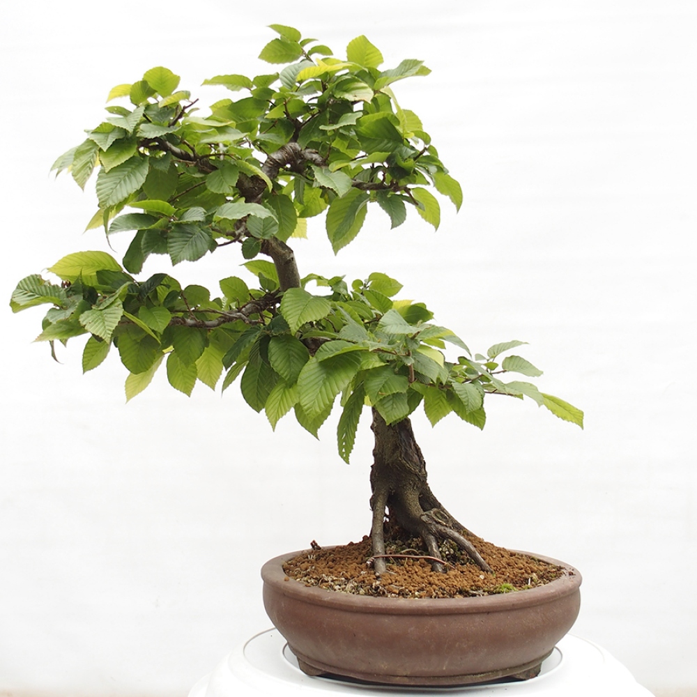 Outdoor bonsai - Hornbeam - Carpinus betulus