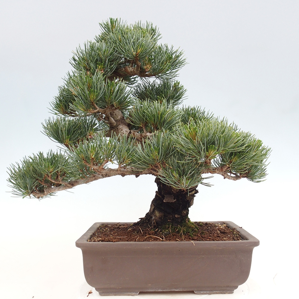 Outdoor bonsai - Pinus parviflora - Pinus parviflora