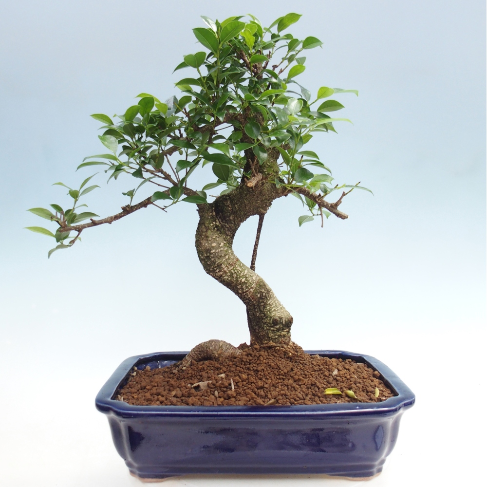 Room bonsai - Ficus kimmen - small-leaved ficus