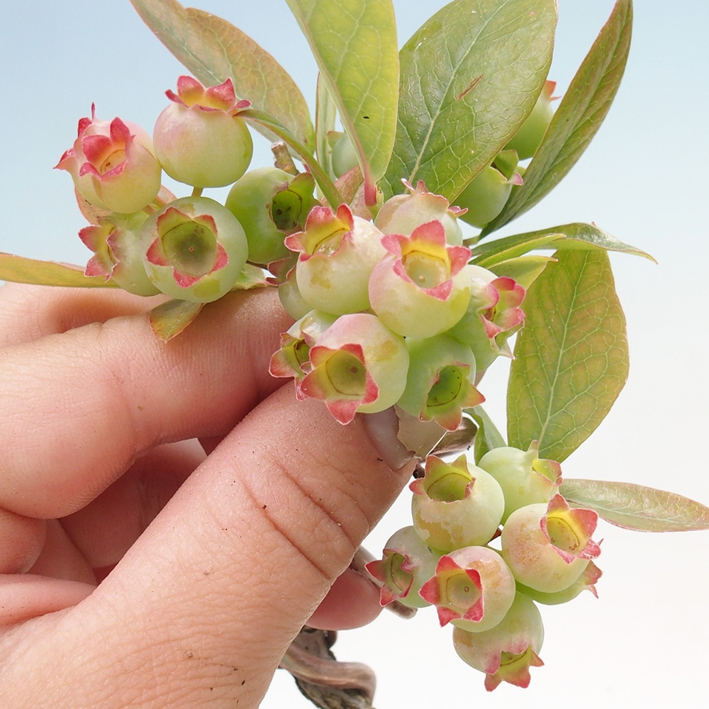 Outdoor bonsai - Canadian blueberry - Vaccinium corymbosum