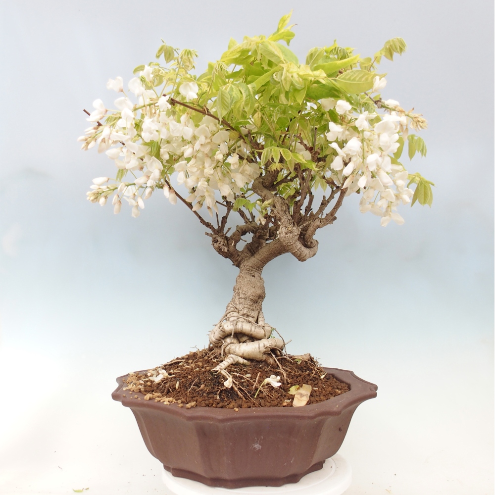 Outdoor bonsai - Vistaria - Wisteria