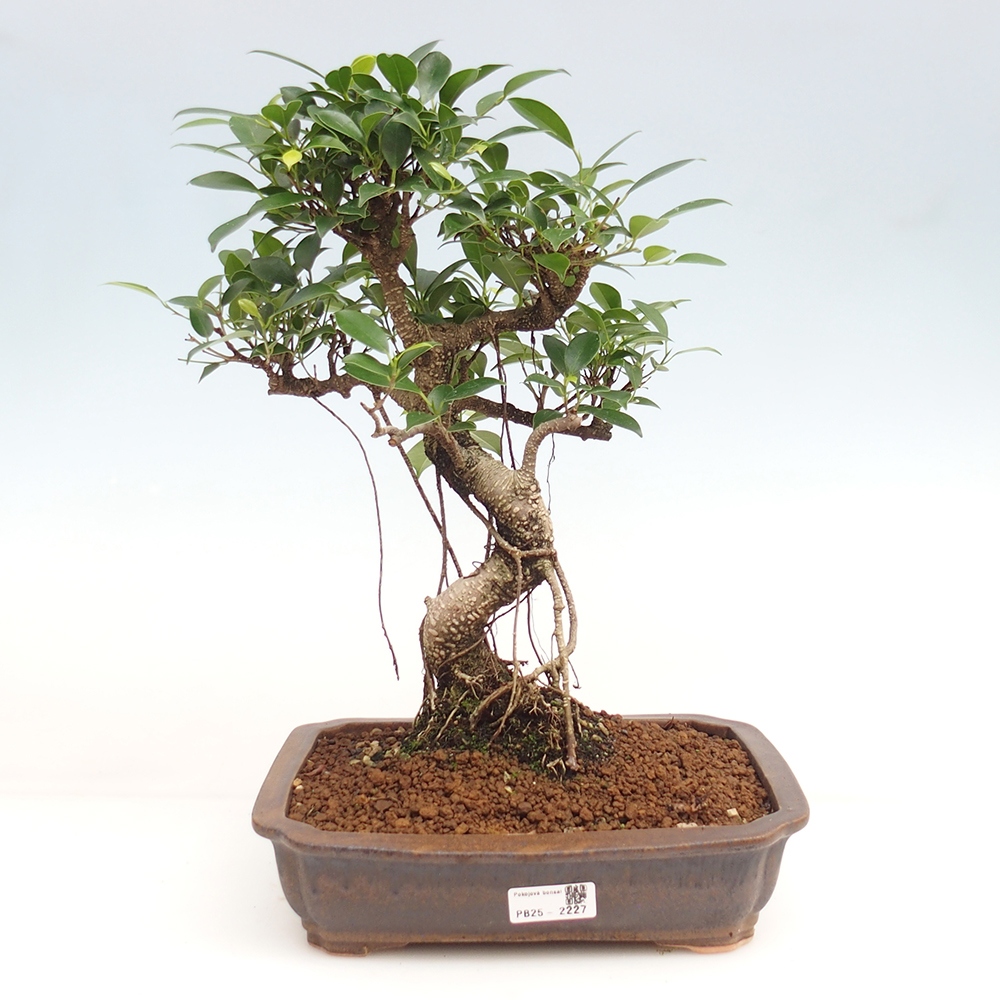 Indoor bonsai - Ficus kimmen - small-leaved ficus