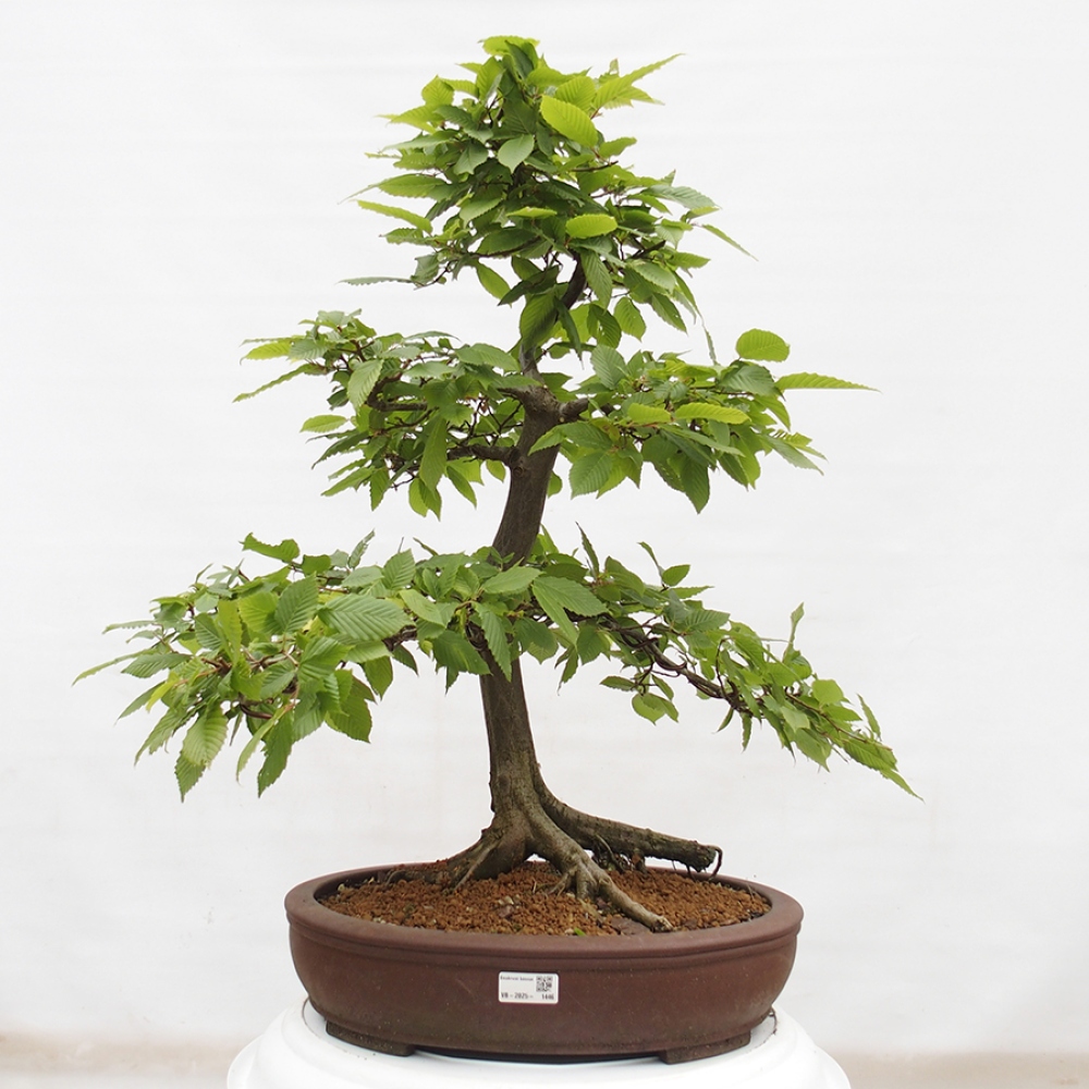 Outdoor bonsai - Hornbeam - Carpinus betulus