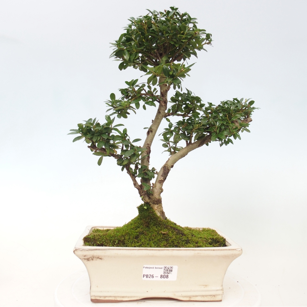 Room bonsai - Ilex crenata - Holly
