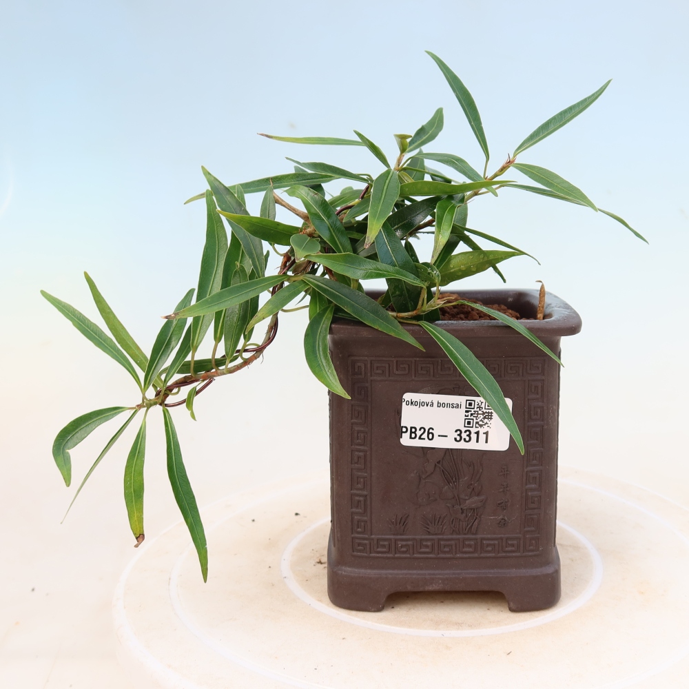 Room bonsai - Ficus nerifolia - small-leaved ficus