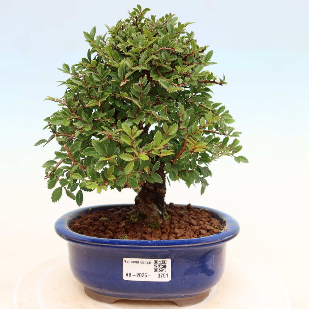 Outdoor bonsai - Zelkova - Zelkova NIRE