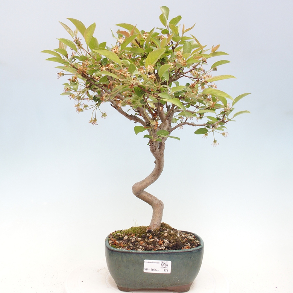 Outdoor bonsai - Malus halliana - Small-fruited apple tree