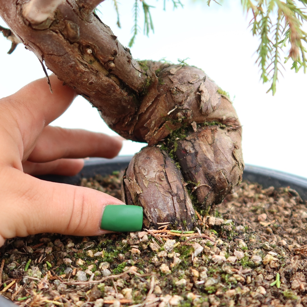 Outdoor Bonsai - Juniperus chinensis Itoigawa - Chinese Juniper