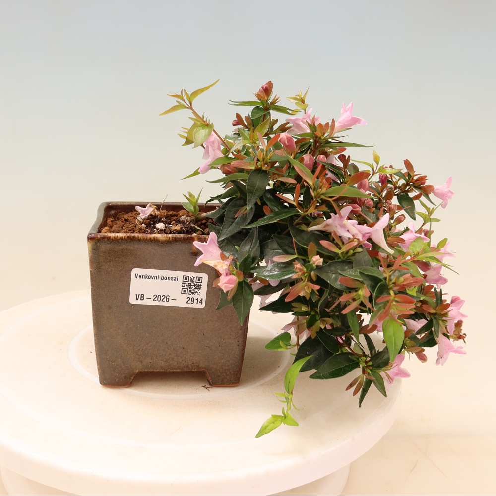 Outdoor Bonsai - Abelia Edward Goucher - Large-flowered Abelia