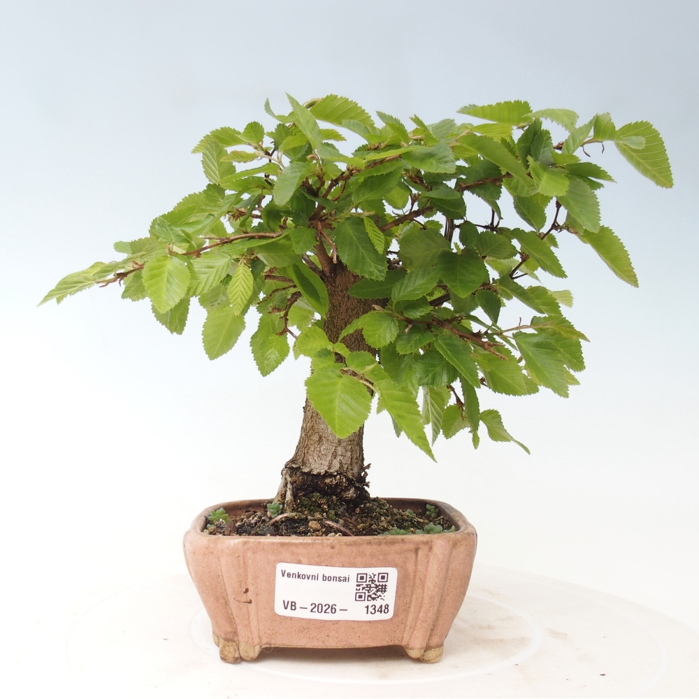 Outdoor bonsai -Carpinus CARPINOIDES - Korean Hornbeam