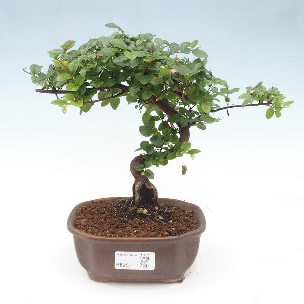 Indoor bonsai - Sagerécie thea - Sagerécie thea