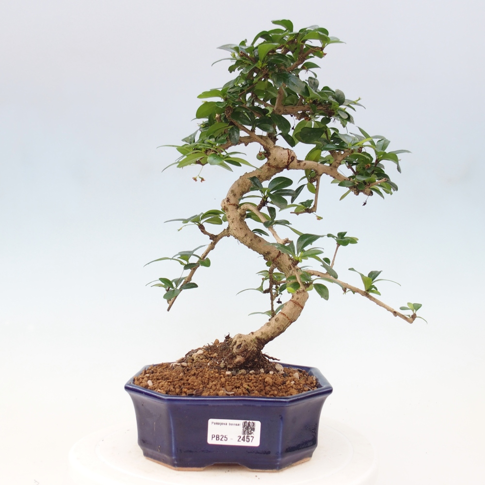 Room bonsai - Carmona macrophylla - Tea fuki