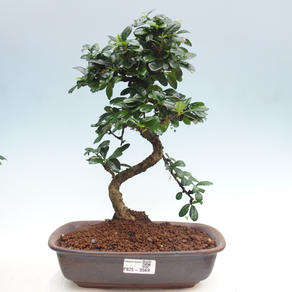 Room bonsai - Carmona macrophylla - Tea fuki