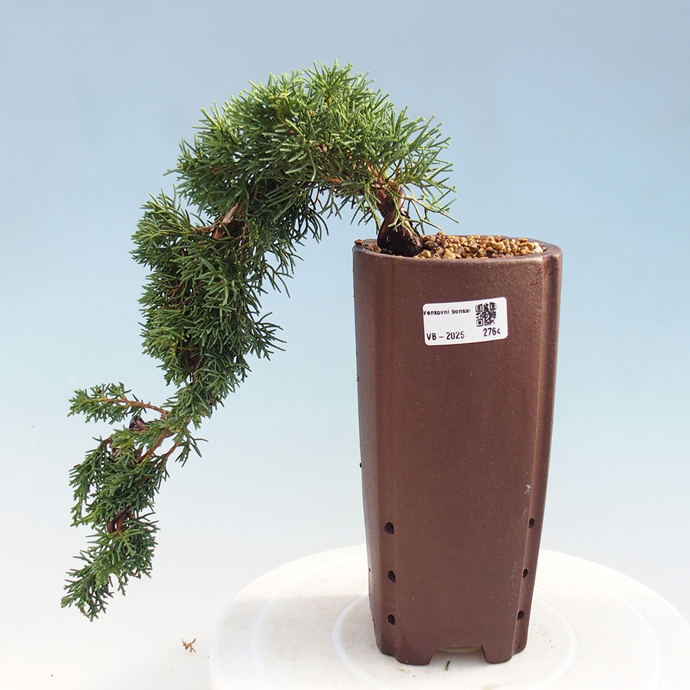 Outdoor bonsai - Juniperus chinensis Kishu - Chinese Juniper