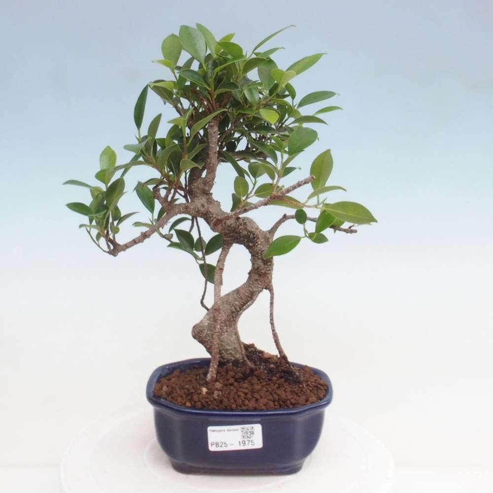 Indoor bonsai - Ficus retusa - small ficus