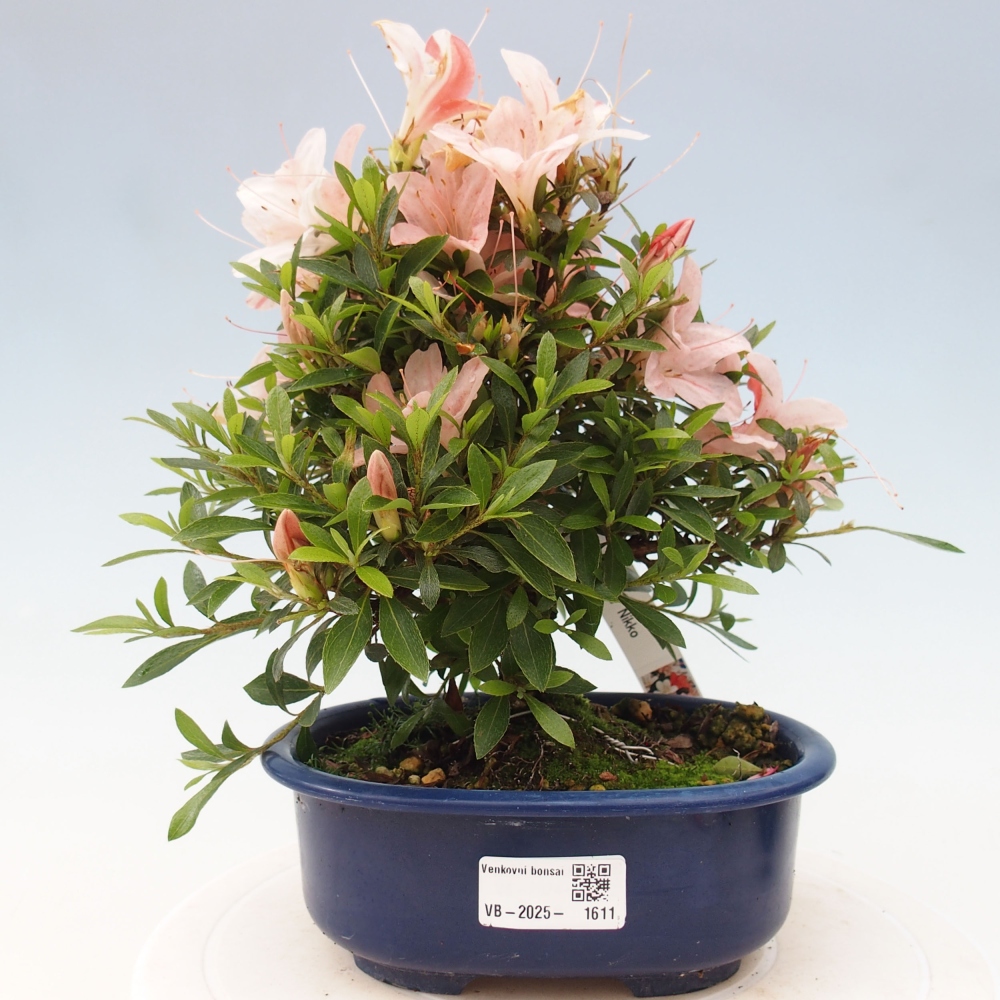 Outdoor bonsai - Japanese azalea - Azalea Nikko