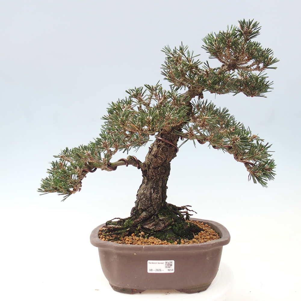 Outdoor bonsai - Pinus thunbergii Kotobuki - Thunberg pine