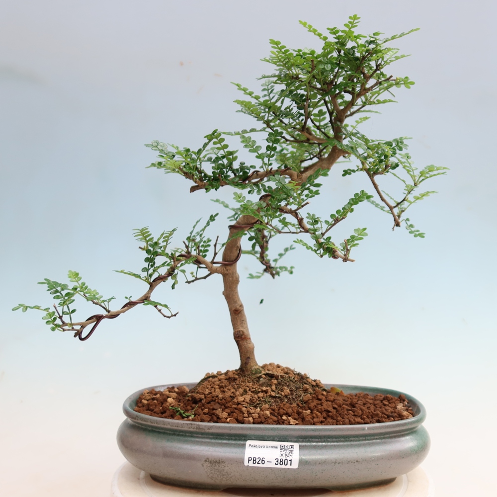 Room bonsai - Zantoxylum piperitum - pepper tree