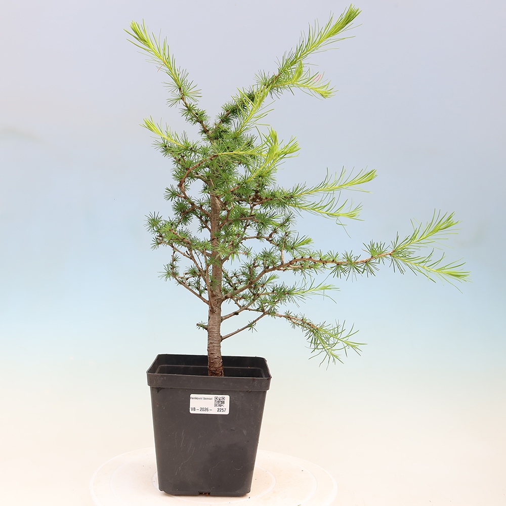 Outdoor bonsai -Larix decidua - Larch