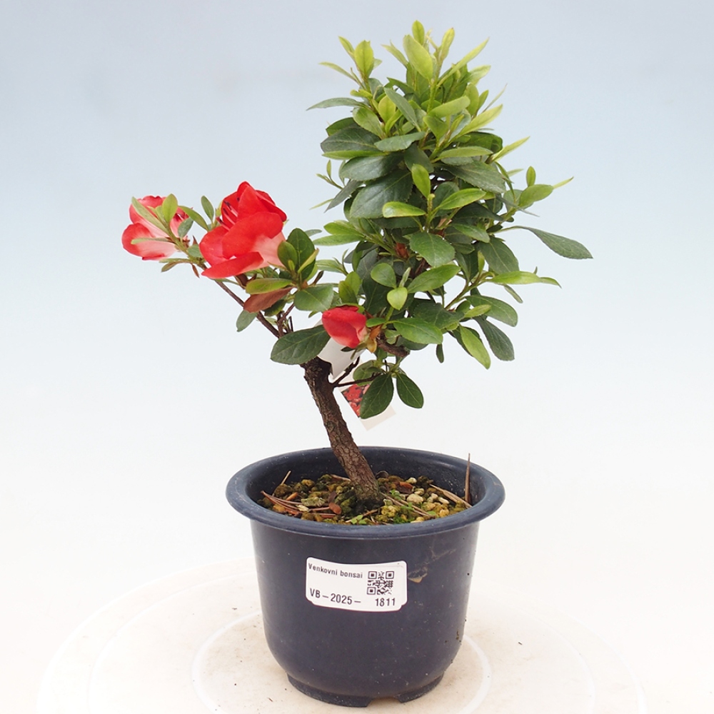 Outdoor bonsai - Japanese azalea - Azalea Benibeni