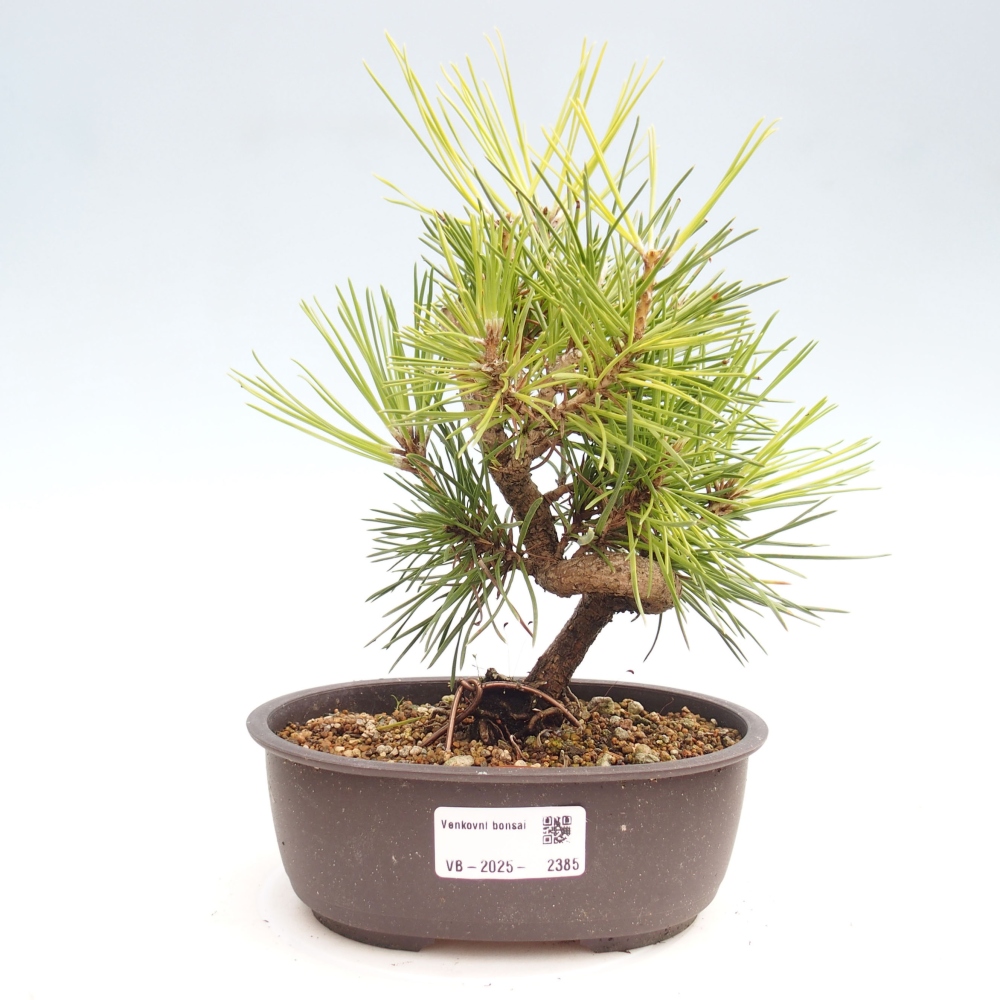 Outdoor bonsai - Pinus thunbergii - Thunbergia pine