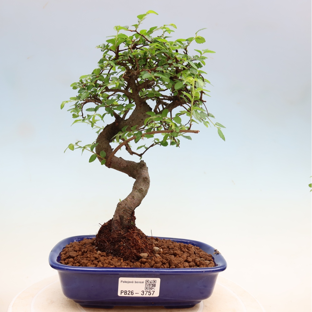 Room bonsai - Ulmus parvifolia - Small-leaved elm