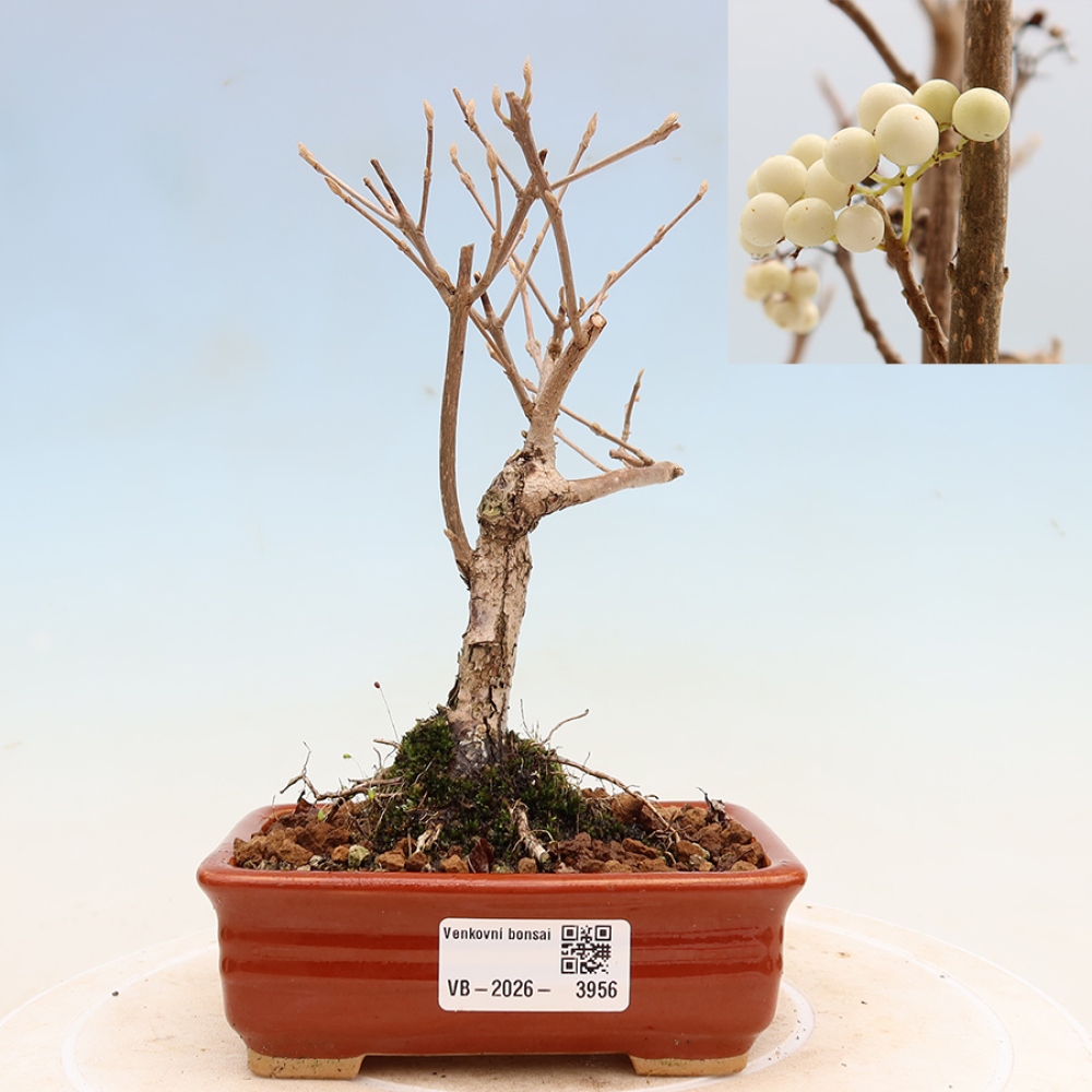 Outdoor Bonsai - Callicarpa bodinieri 'Snowqueen' - Snowberry