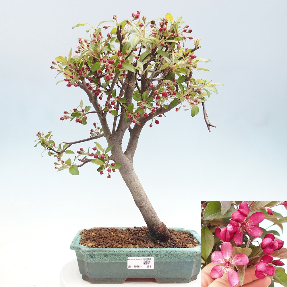 Outdoor bonsai -Malus domestica - Small-fruited red-leaved apple tree