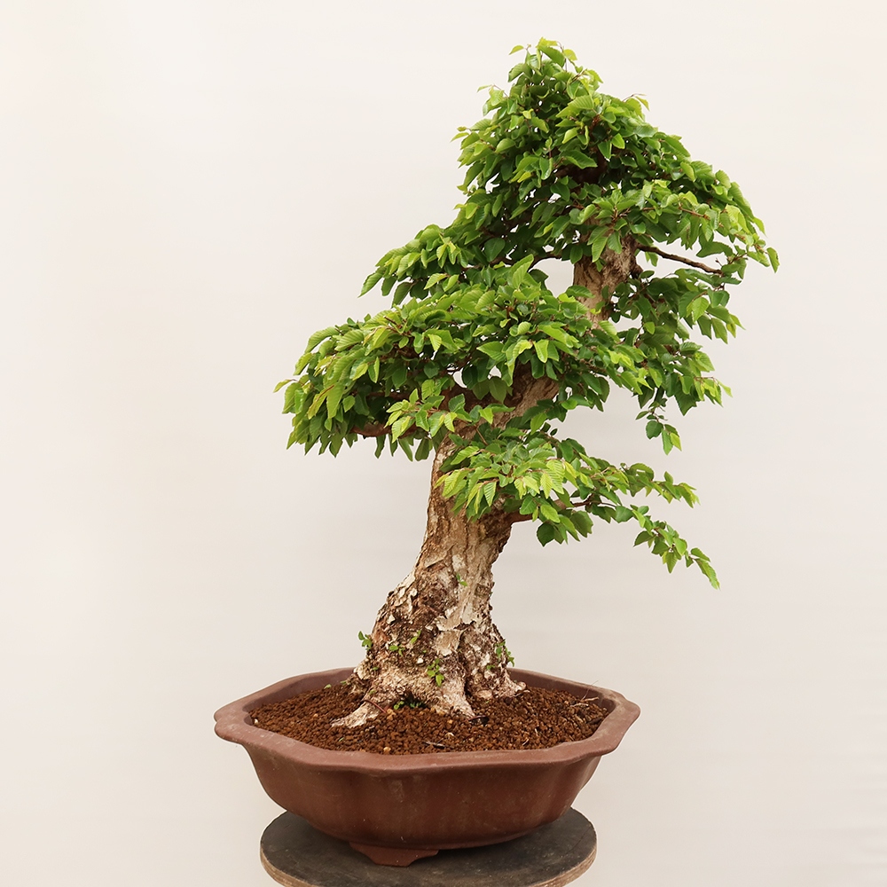 Outdoor bonsai - Carpinus Coreana - Korean hornbeam