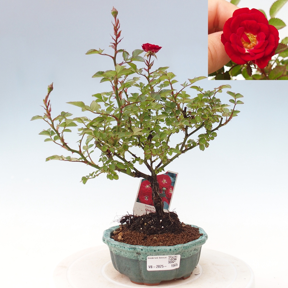 Outdoor bonsai - Rosa Kordes -  rose