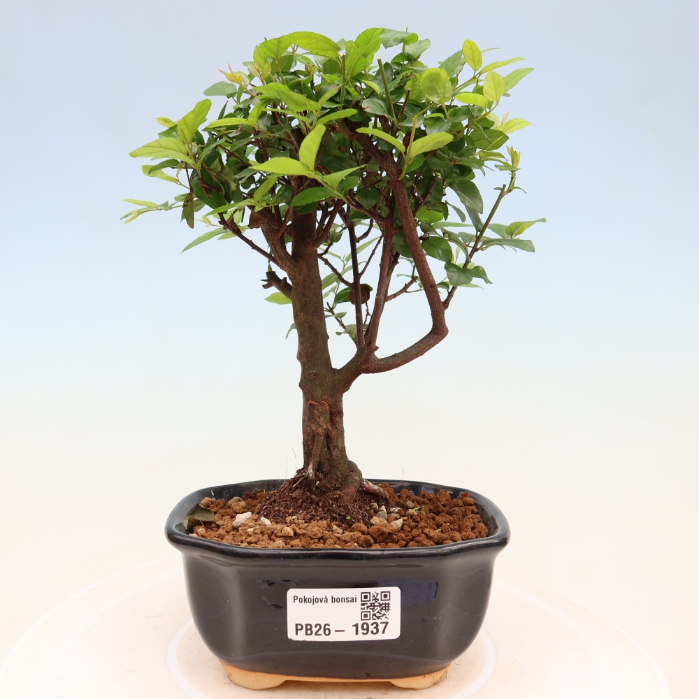 Room bonsai - Sageretia thea - Sageretia thea