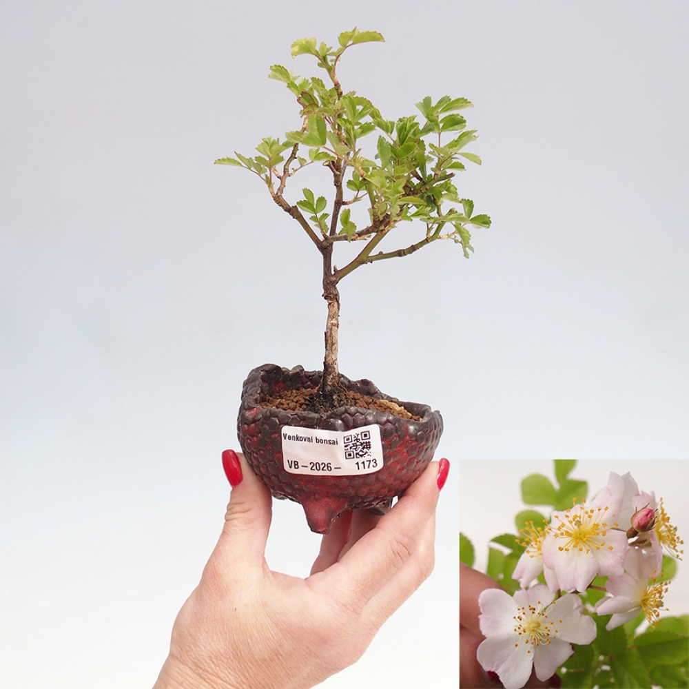 Outdoor bonsai - Rosa sp. - small-flowered rose