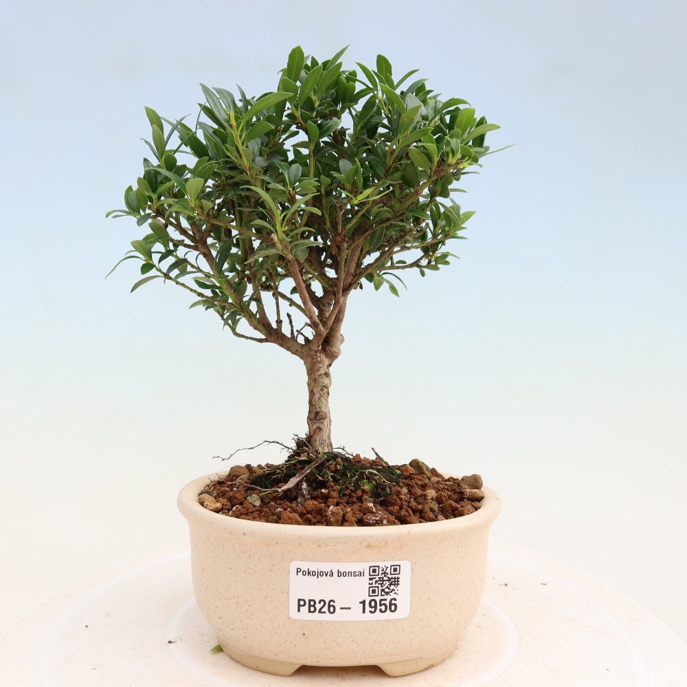 Room bonsai - Ilex crenata - Holly