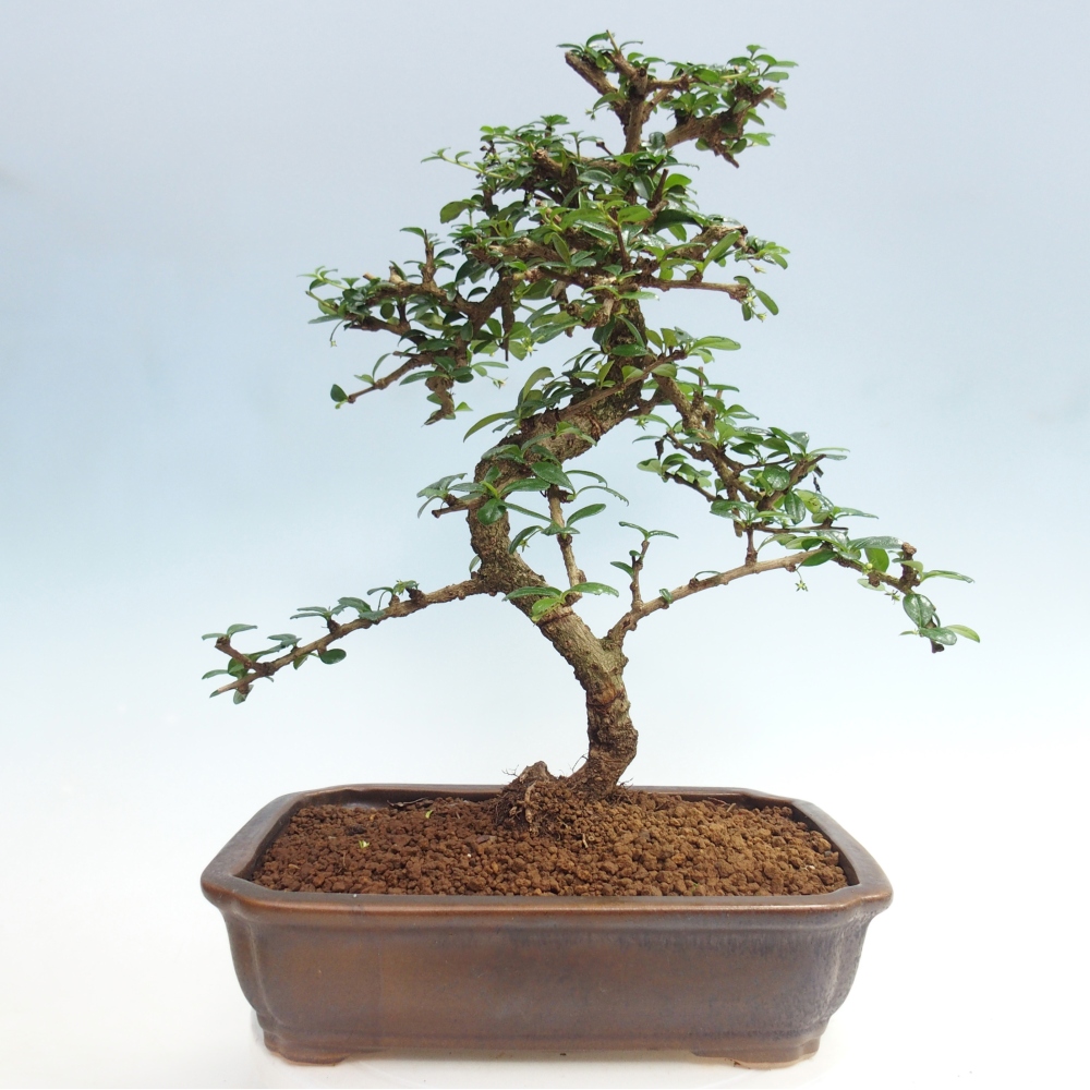 Room bonsai - Carmona macrophylla - Tea fuki