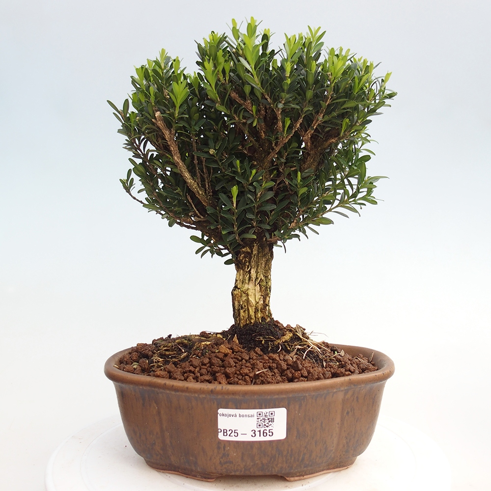 Indoor bonsai - Buxus harlandii - Cork boxwood