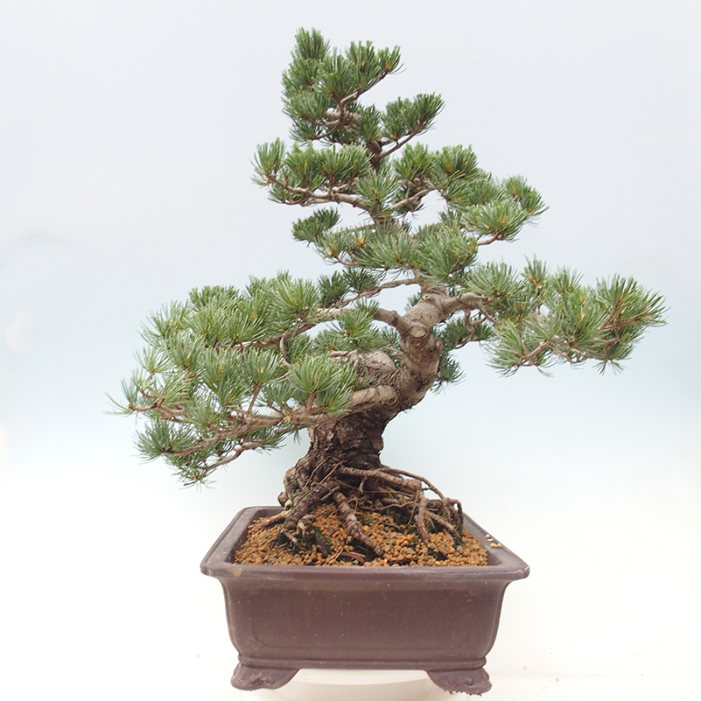 Outdoor bonsai - Pinus parviflora - Pinus parviflora