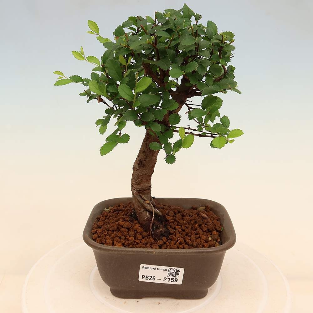 Room bonsai - Ulmus parvifolia - Small-leaved elm
