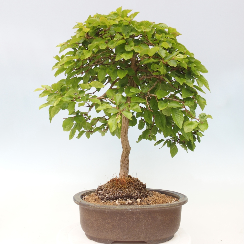 Outdoor bonsai -Carpinus CARPINOIDES - Korean Hornbeam