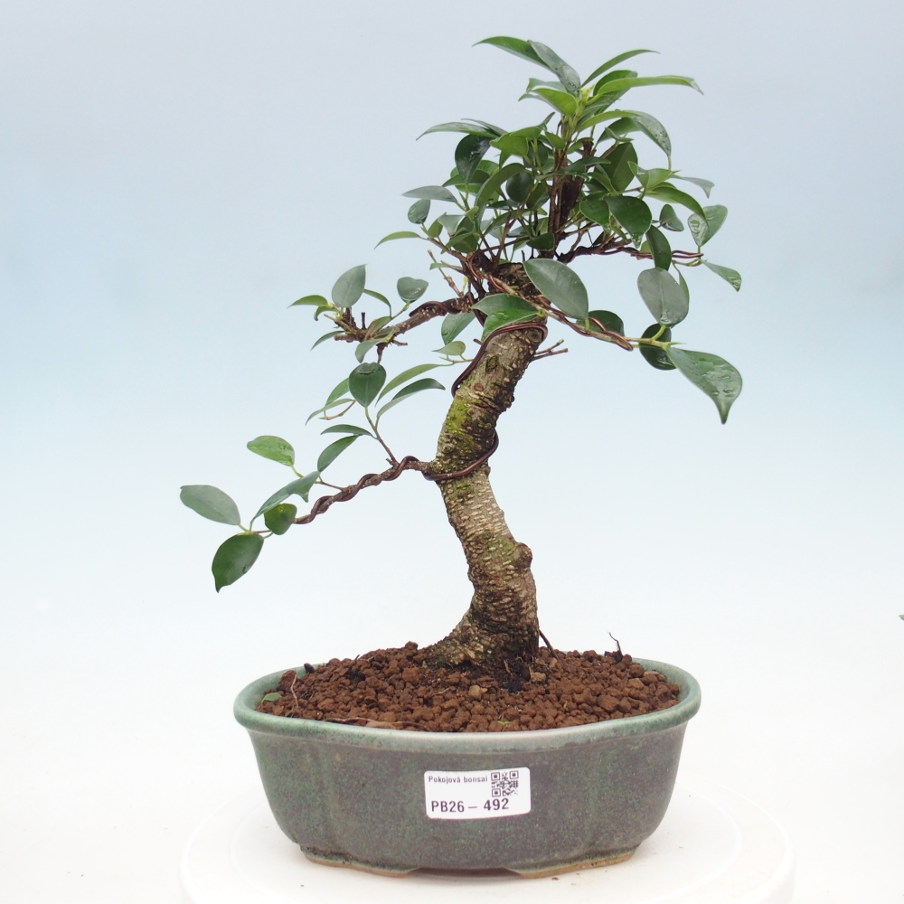 Room bonsai - Ficus retusa - small-leaved ficus