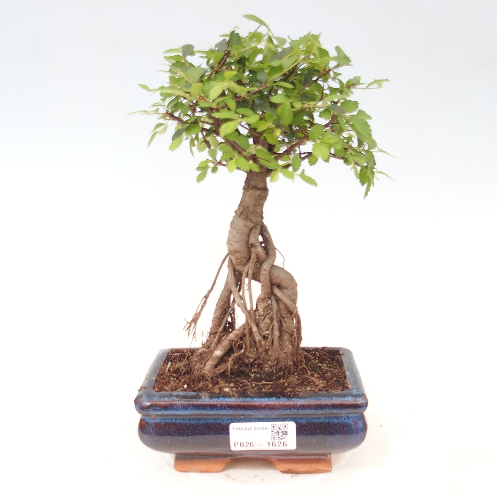 Room bonsai - Ulmus parvifolia - Small-leaved elm