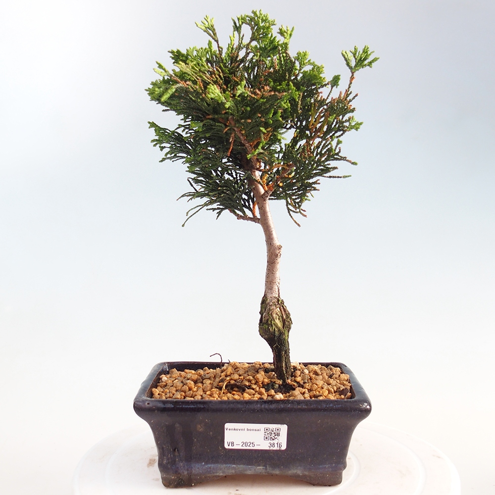 Outdoor bonsai - Cham.pis obtusa Nana Gracilis - Cypress