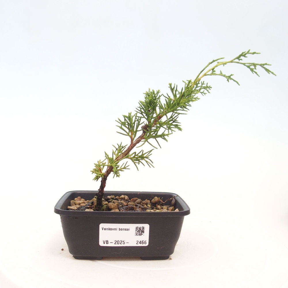 Outdoor bonsai - Juniperus chinensis Itoigawa - Chinese juniper