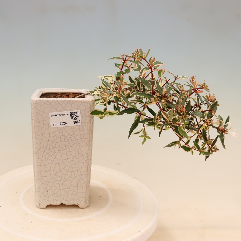 Outdoor Bonsai - Abelia gr. Confetti - Large-flowered Abelia
