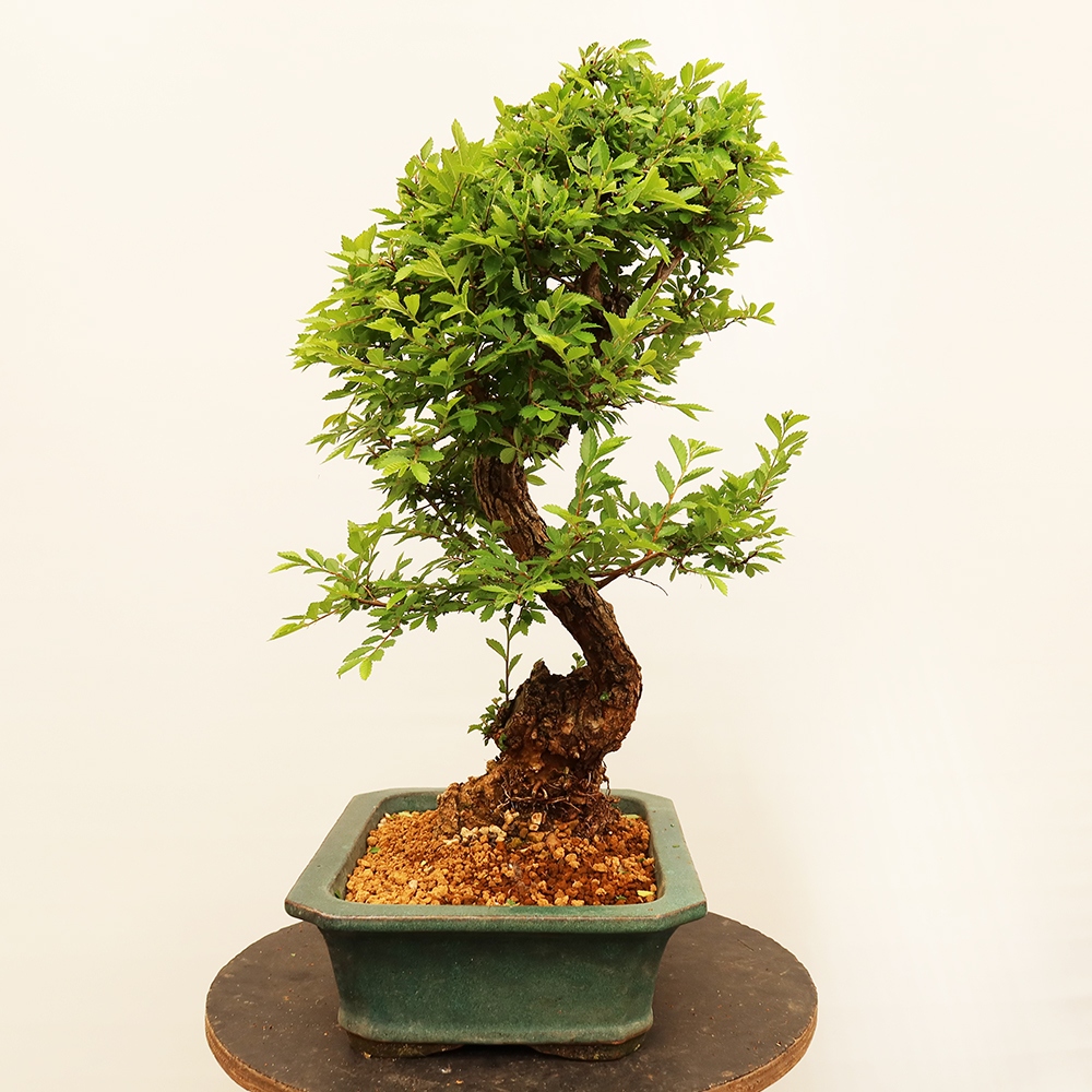 Outdoor bonsai - Zelkova - Zelkova NIRE